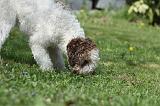 LAGOTTO CAVAGE 002